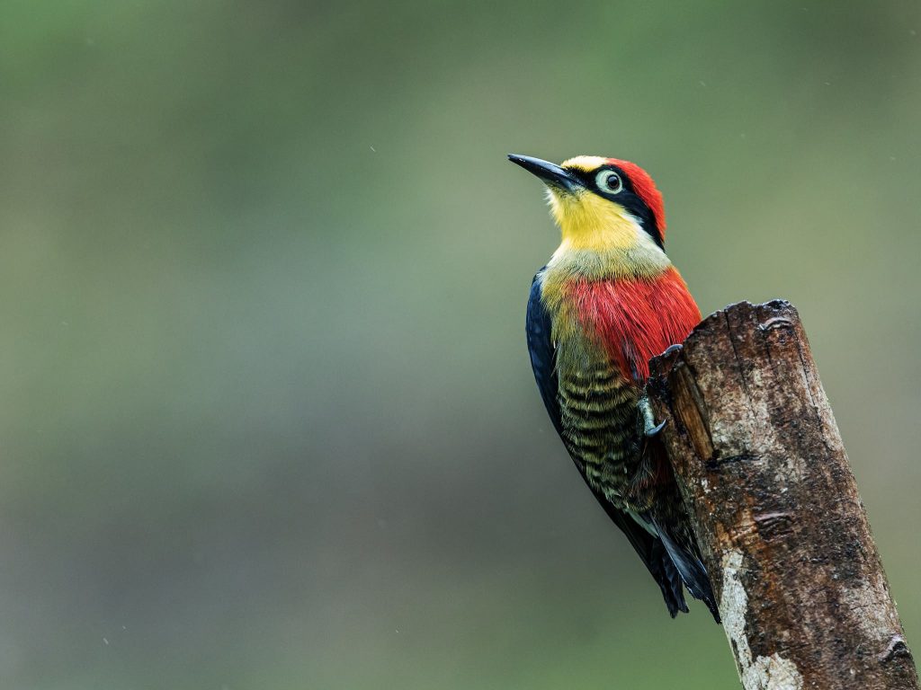 Yellow-fronted Woodpecker