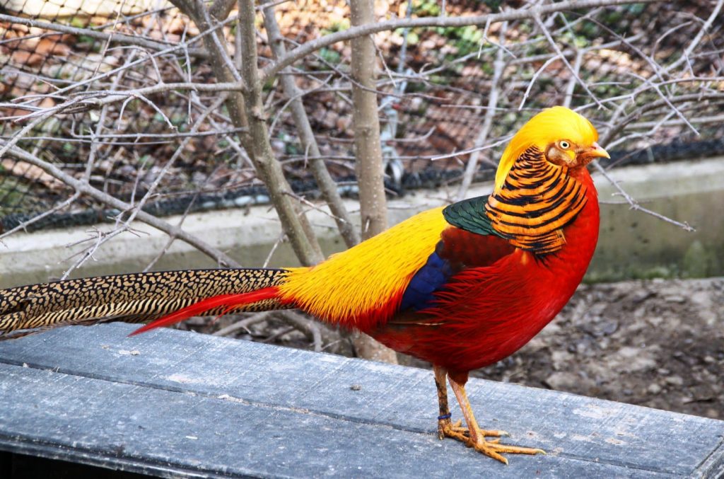 Yellow golden pheasant