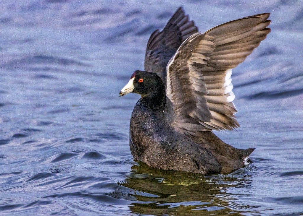 american coot