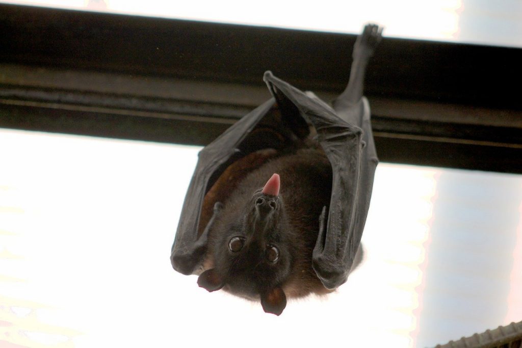 Vampire Bat