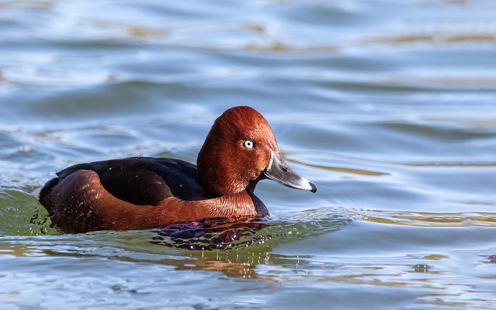 ferruginous duck