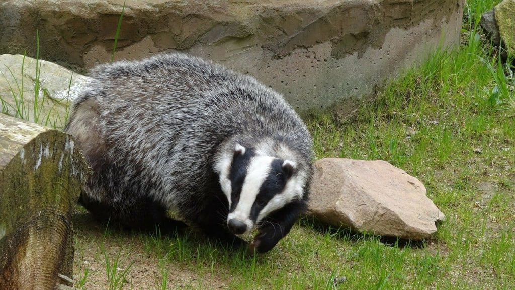 the badger