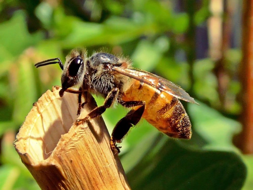 A hive can produce an emergency queen