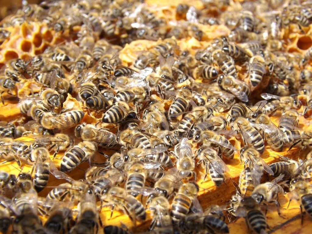 A single honey bee can produce about 0.083 teaspoons of honey