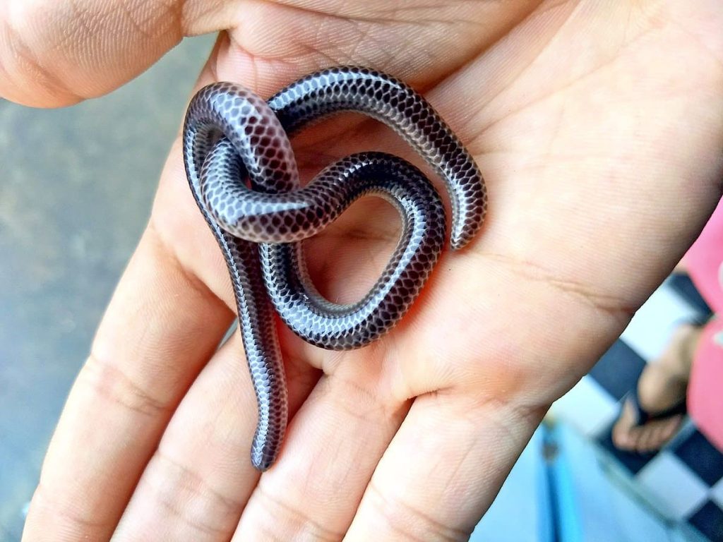 Barbados Threadsnake