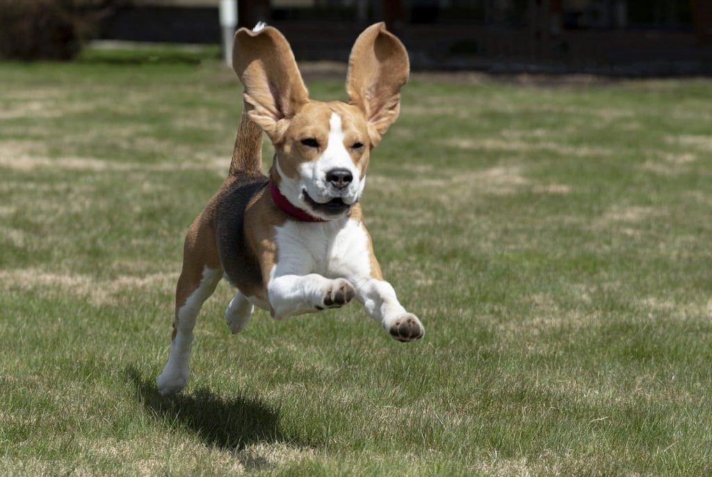 why does my dog have one floppy ear