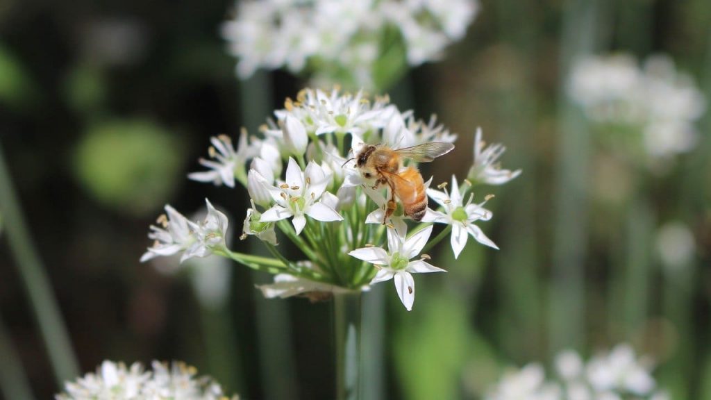 Bee wax comes from special glands on a Bee’s abdomen