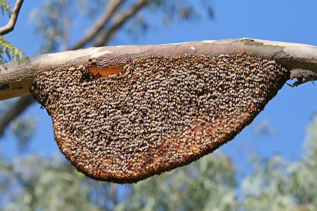 Beehive controls the types of bees that emerge