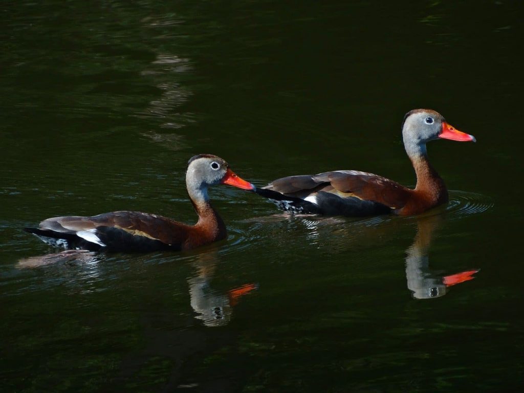 Black-bellied whistling duck