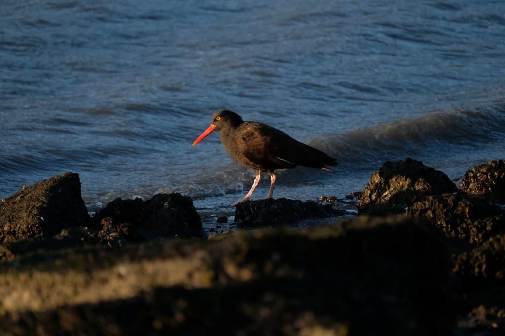 Black oystercatcher