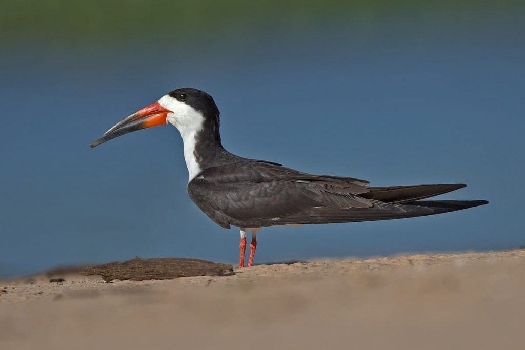 Black skimmer