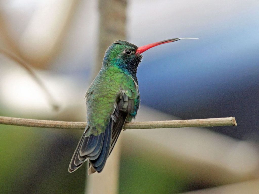 Broad-billed hummingbirds