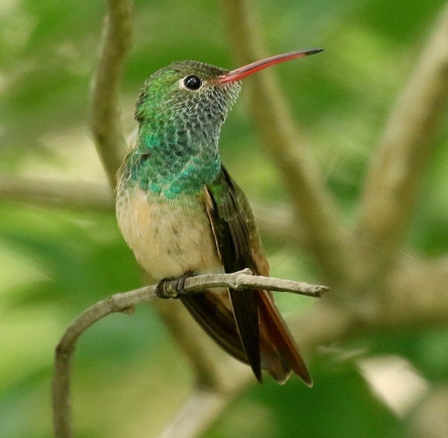 Top 27+ Photos bird with red beak and grey body Superb