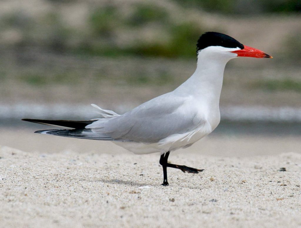 Caspian tern.