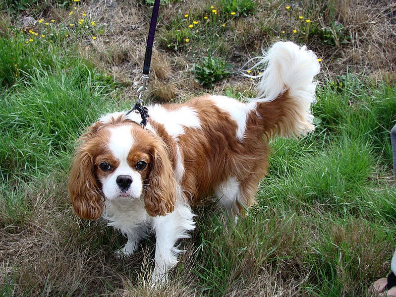 Cavalier King Charles Spaniel