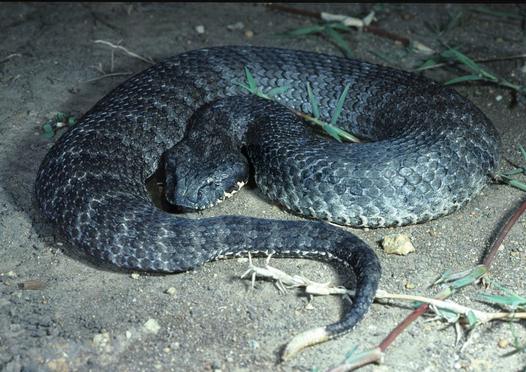 Common death adder