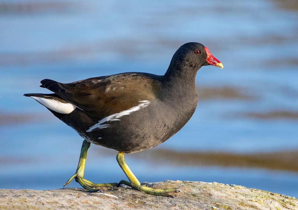 Common gallinule