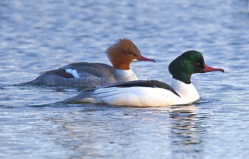 Common merganser