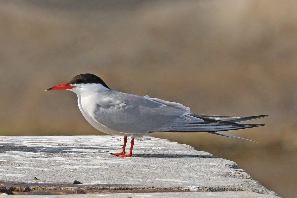 Common tern