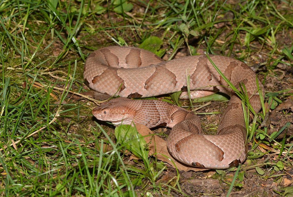 Copperhead snakes