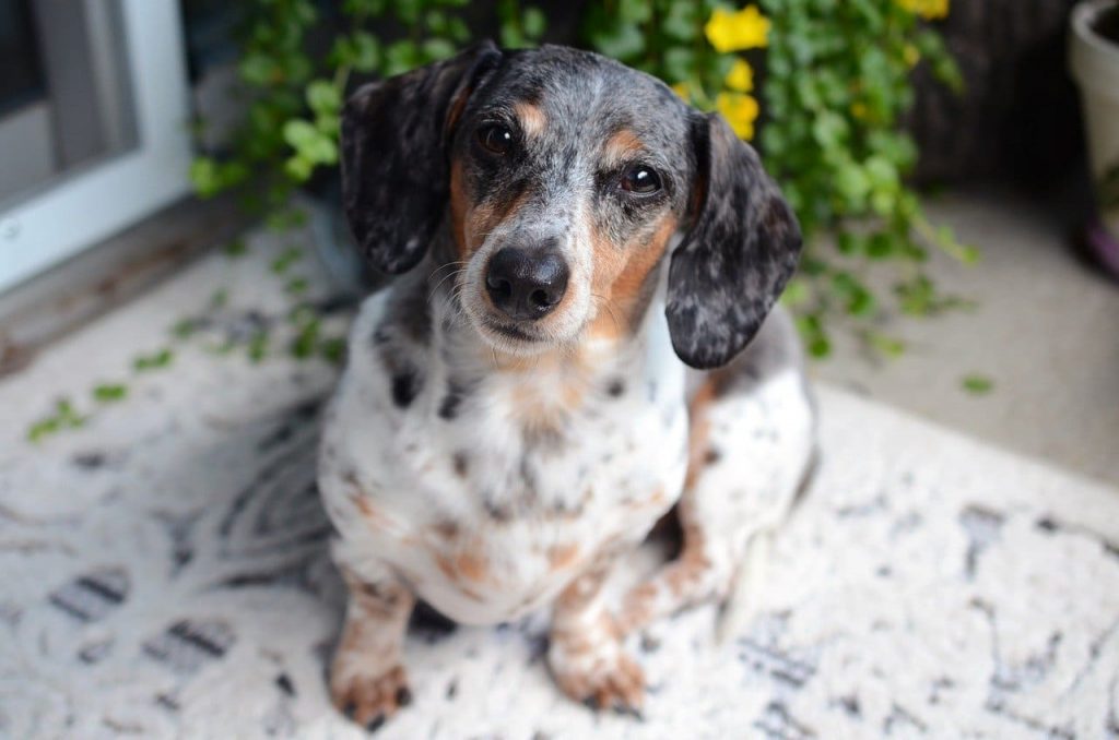 Dachshund