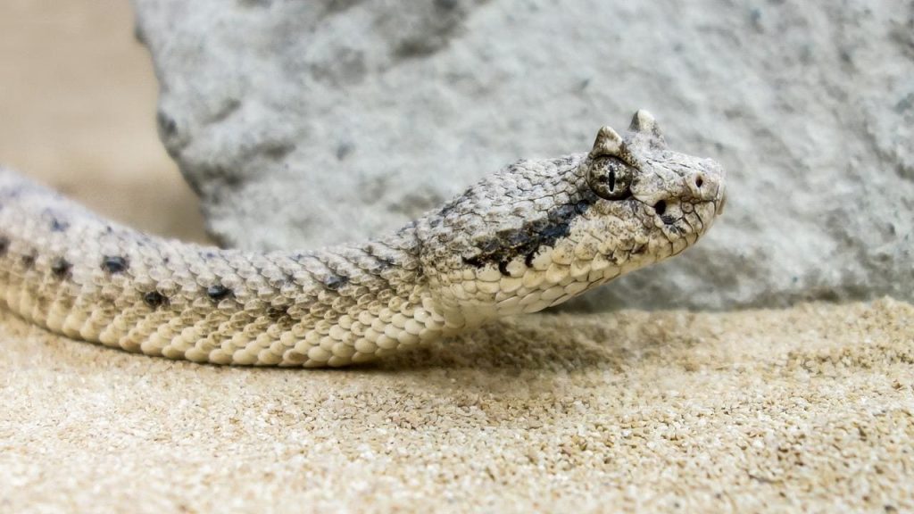 Desert horned snake
