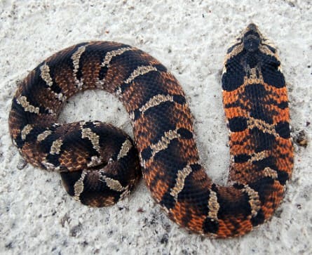 Eastern Hognose snake