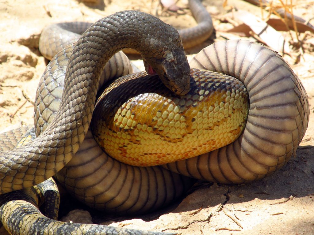 Eastern brown snake