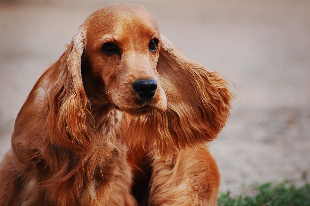 English cocker spaniel