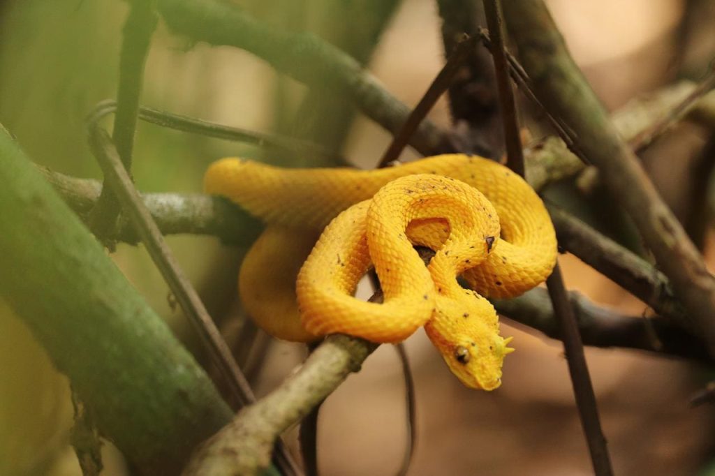 Eyelash viper snake