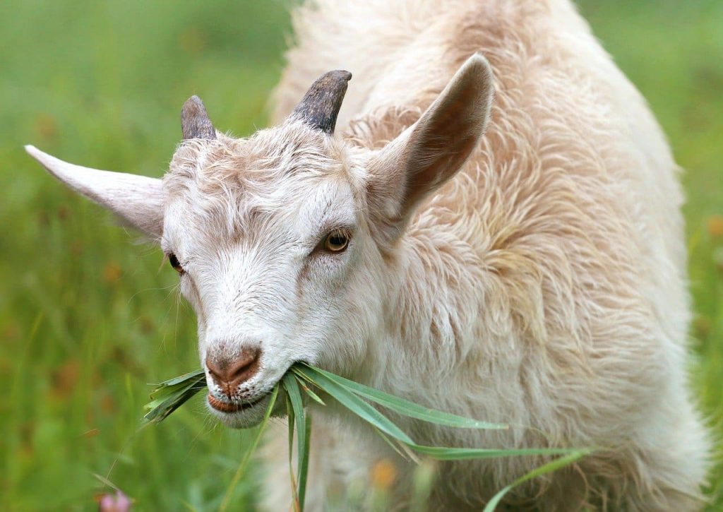 16 Most Useful Animals To Humankind