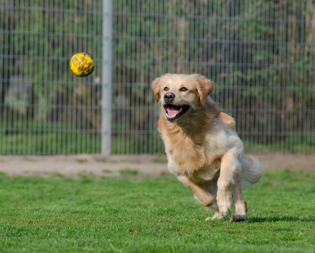 Golden retriever