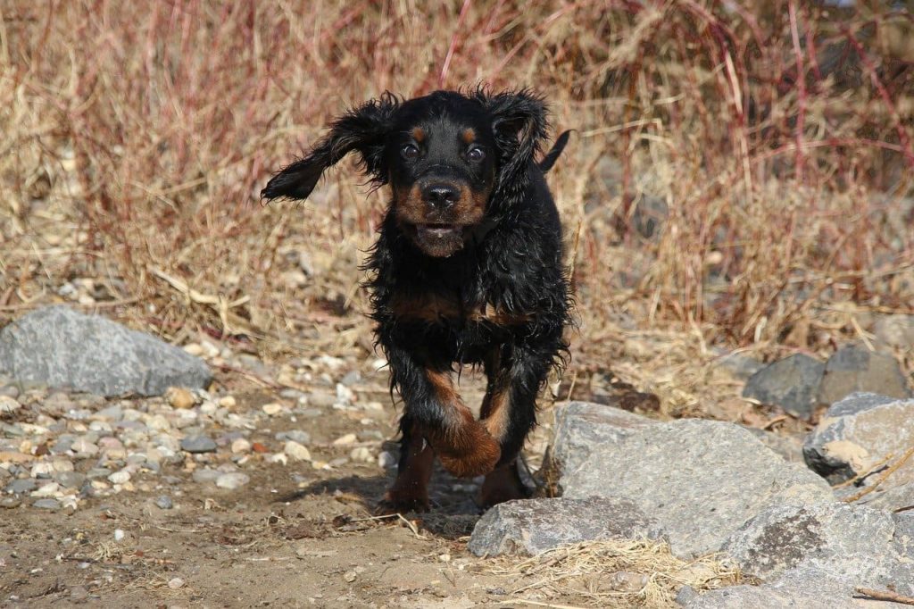 Gordon setter dog