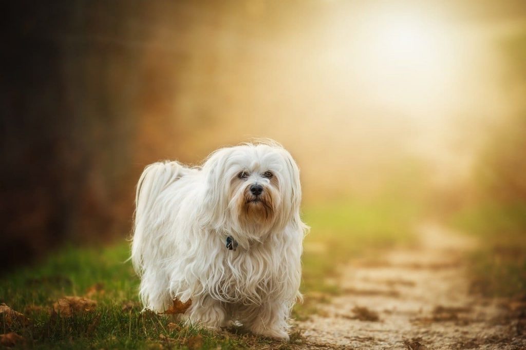 Havanese dog