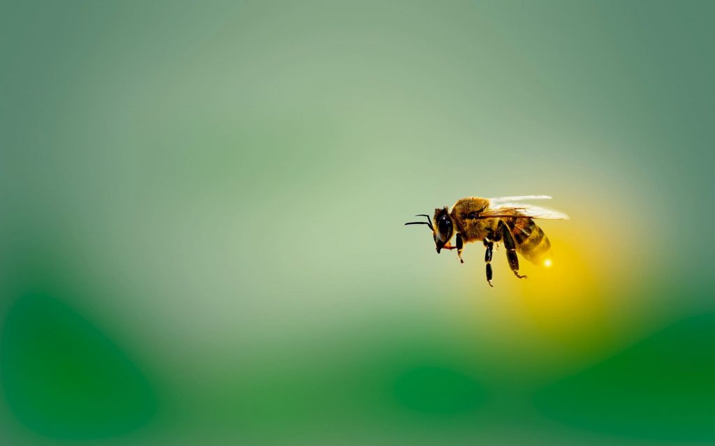 Here's a honeybee making some wax flakes. It takes 12 hrs for one