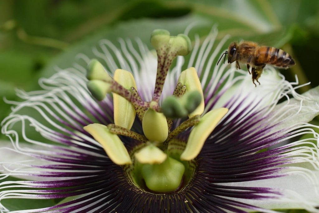 Honey bees can visit up to 2,000 flowers per day