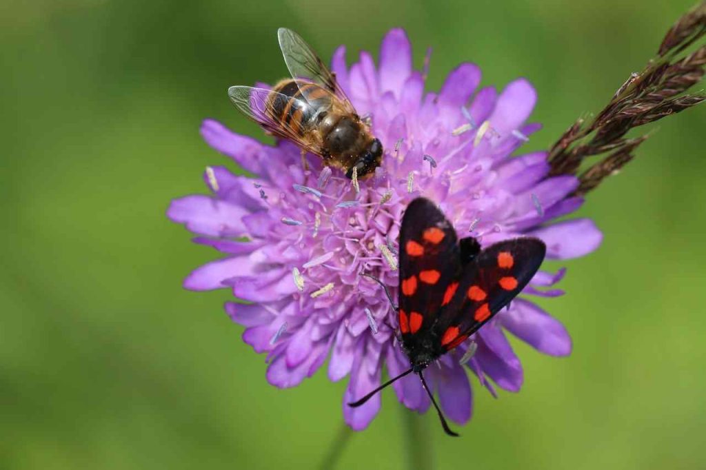 Insects pollination