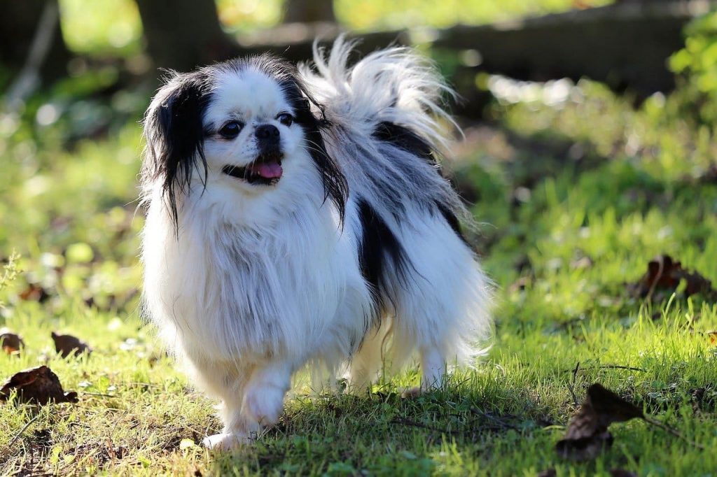 Japanese chin