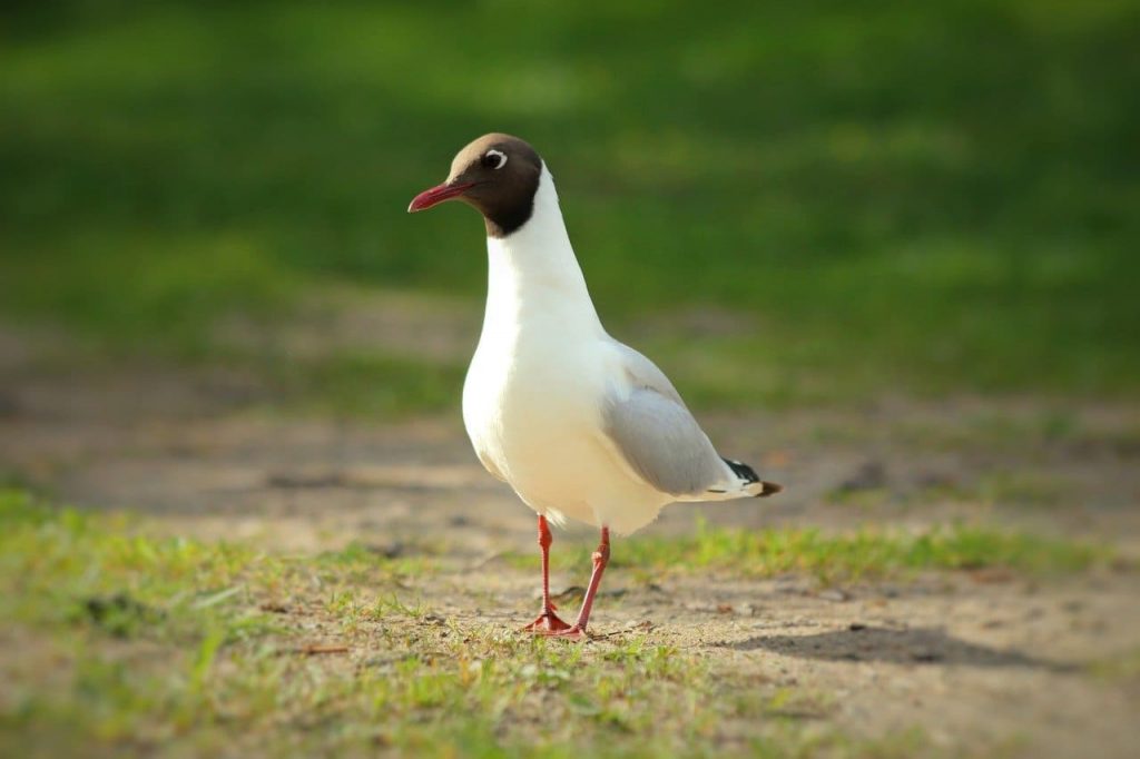 Laughing gull