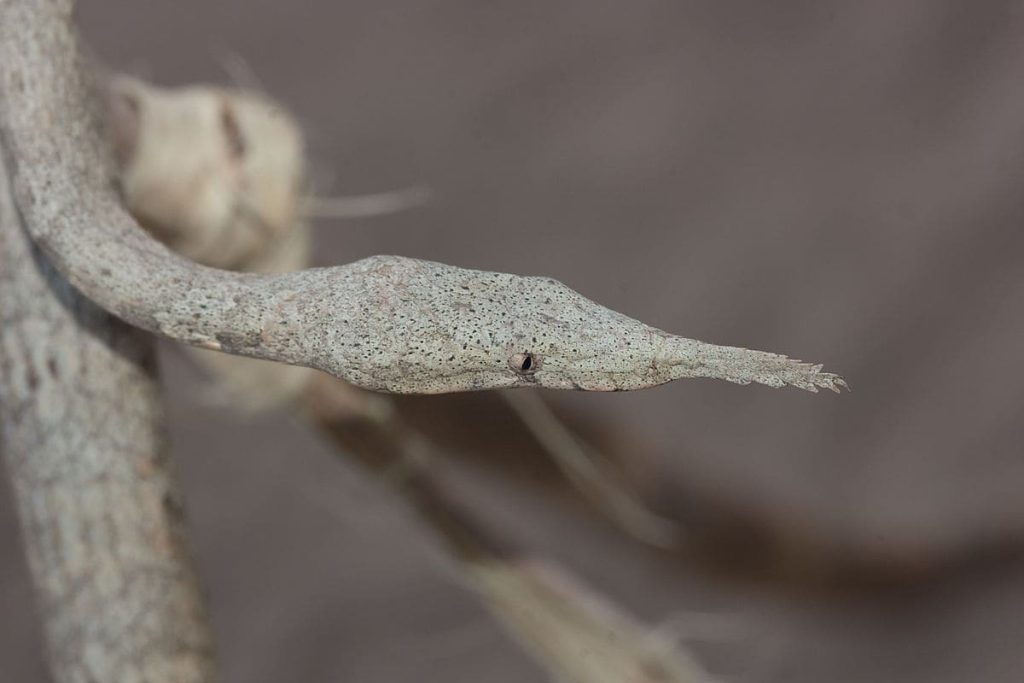 Malagasy Leaf-nosed snake