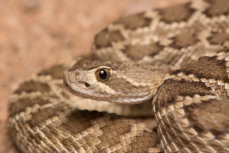 Mojave rattlesnake