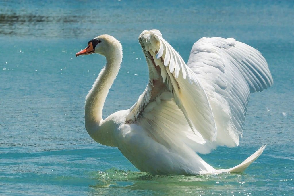 Mute Swan