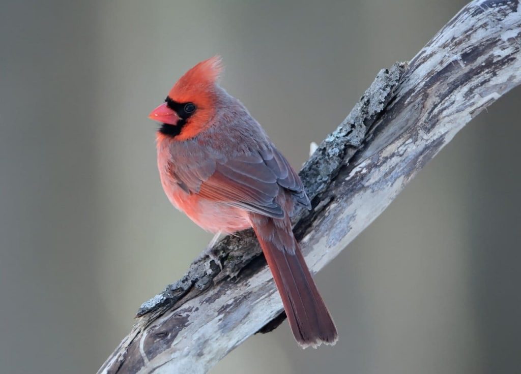 15 Amazing Birds With Red In The World - Rock Way