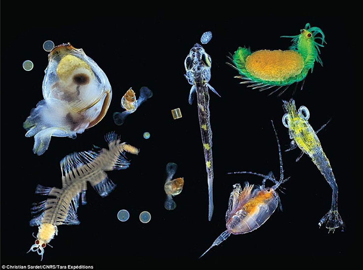 Plankton Small Organism
