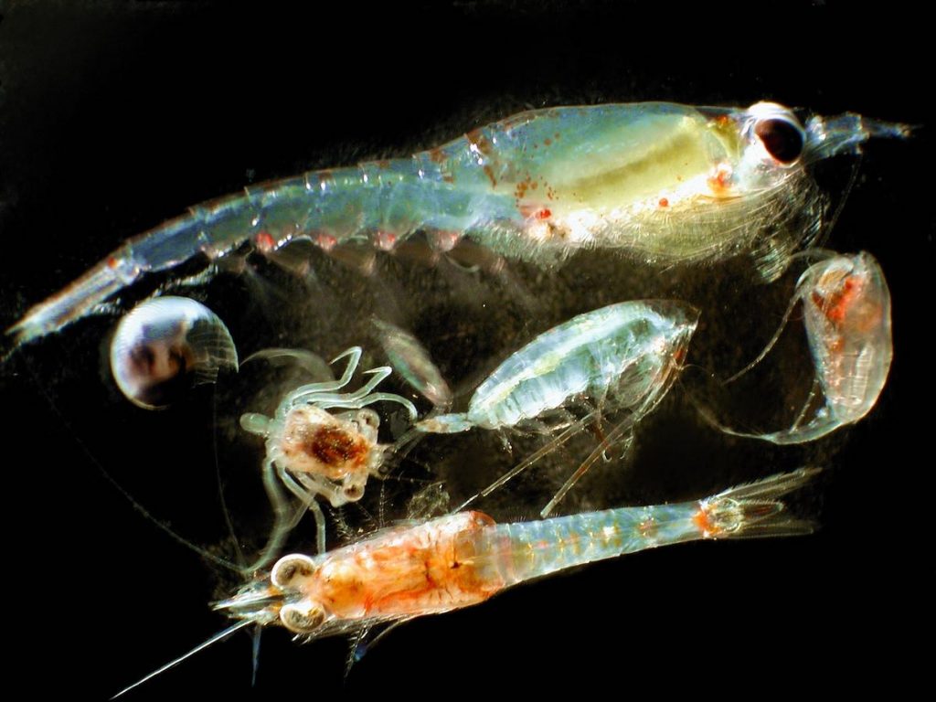 Plankton are a group of marine and freshwater organisms