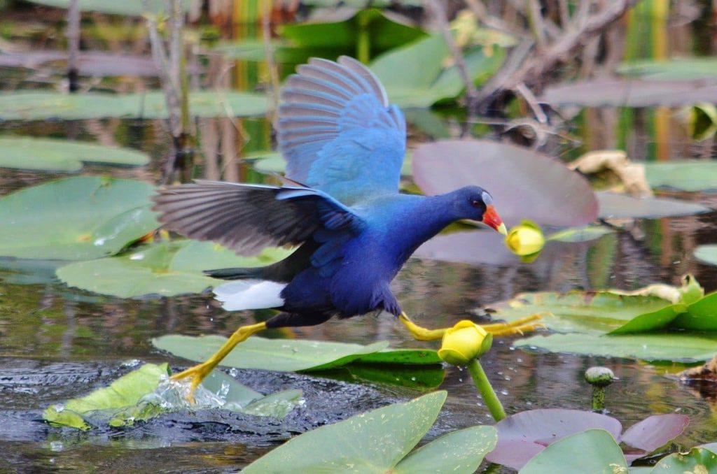 Purple gallinule