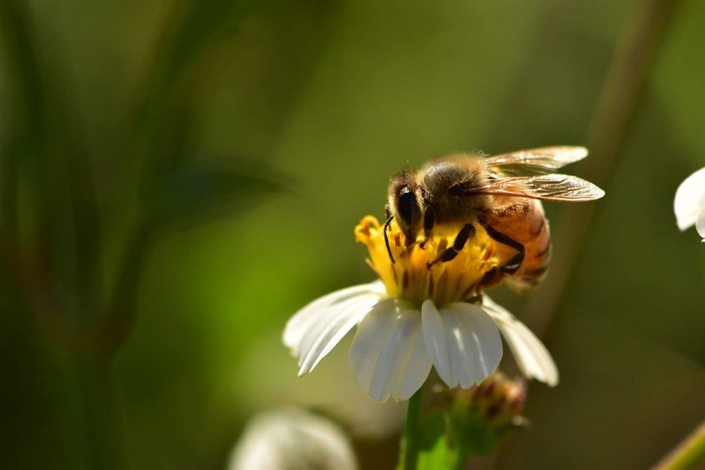 Queen honey bees can lay more than 2000 eggs per day