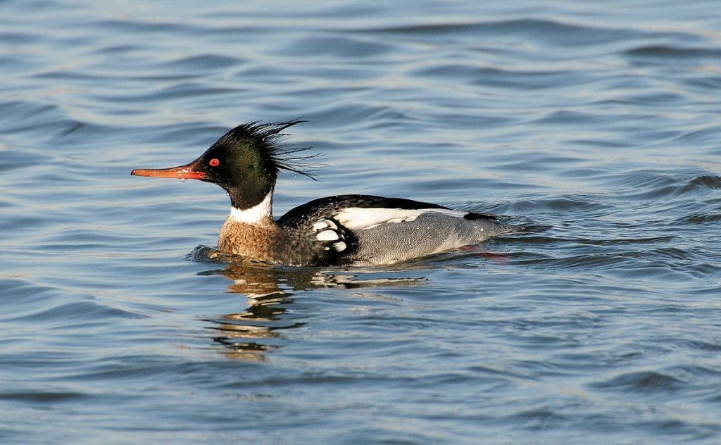 Red-breasted merganser