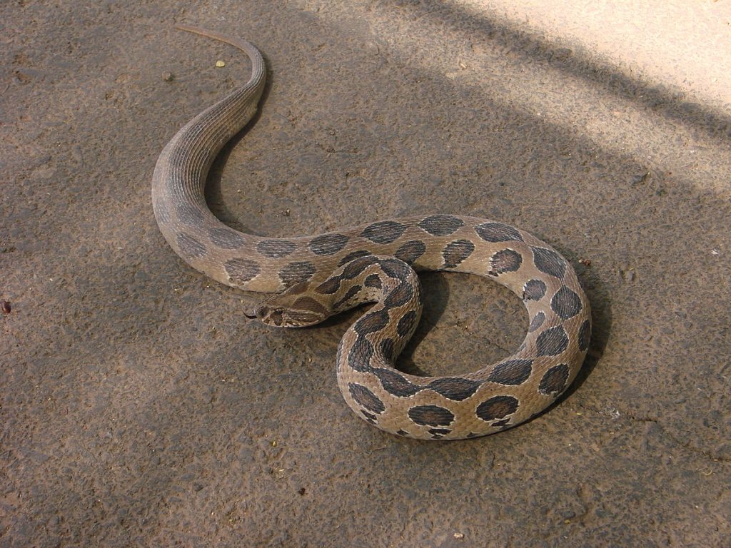 Russell’s viper