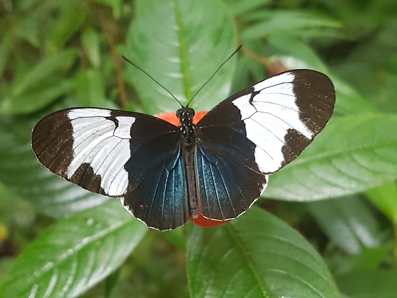 Sapho longwing Butterfly